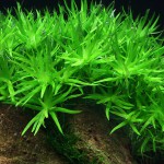 小竹叶草-缩略图-6