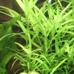 小竹叶草-缩略图-7