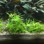 小竹叶草-缩略图-8