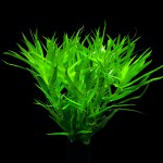 小竹叶草-缩略图-9