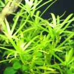 小竹叶草-缩略图-10