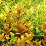 紫虎耳草-缩略图-1