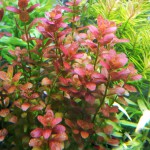 紫虎耳草-缩略图-2