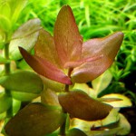 紫虎耳草-缩略图-3