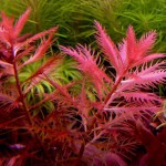 红雨伞-缩略图-1