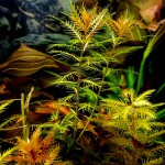 红雨伞-缩略图-2