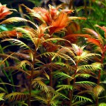 红雨伞-缩略图-3