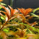 红雨伞-缩略图-4