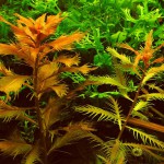 红雨伞-缩略图-5