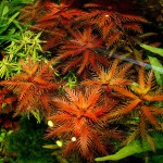 红雨伞-缩略图-6