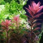 红雨伞-缩略图-8