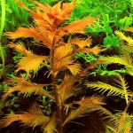 红雨伞-缩略图-9