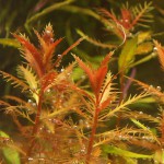 红雨伞-缩略图-11