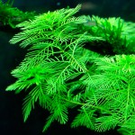 绿羽毛草-缩略图-1