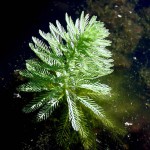 绿羽毛草-缩略图-2