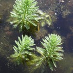 绿羽毛草-缩略图-3