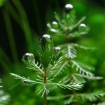 绿羽毛草-缩略图-4