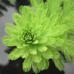 绿羽毛草-缩略图-5