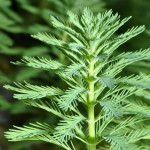 绿羽毛草-缩略图-7