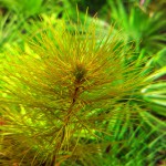 狐尾草-缩略图-2