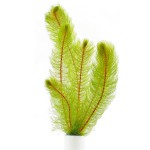 狐尾草-缩略图-3