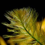 狐尾草-缩略图-4