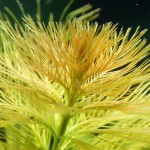 狐尾草-缩略图-5