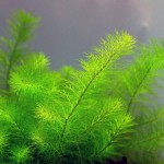 狐尾草-缩略图-6