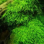 爪哇莫丝-缩略图-1