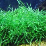 爪哇莫丝-缩略图-2