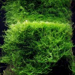 爪哇莫丝-缩略图-3