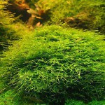 爪哇莫丝-缩略图-4