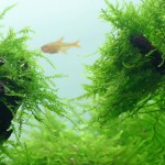 爪哇莫丝-缩略图-5