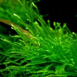 爪哇莫丝-缩略图-6