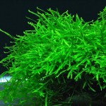 爪哇莫丝-缩略图-7