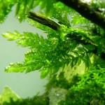 翡翠莫丝-缩略图-1