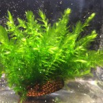 翡翠莫丝-缩略图-3