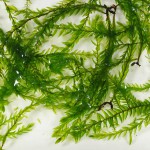 翡翠莫丝-缩略图-4