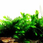 翡翠莫丝-缩略图-5