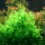 翡翠莫丝-缩略图-6