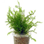 翡翠莫丝-缩略图-7