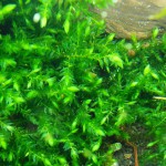 翡翠莫丝-缩略图-8