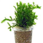 翡翠莫丝-缩略图-10