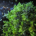 珊瑚莫丝-缩略图-1