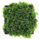 珊瑚莫丝-缩略图-2