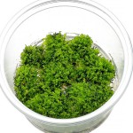 珊瑚莫丝-缩略图-3