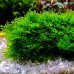 珊瑚莫丝-缩略图-4