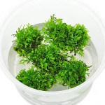 珊瑚莫丝-缩略图-5