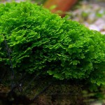 珊瑚莫丝-缩略图-6