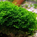 珊瑚莫丝-缩略图-7